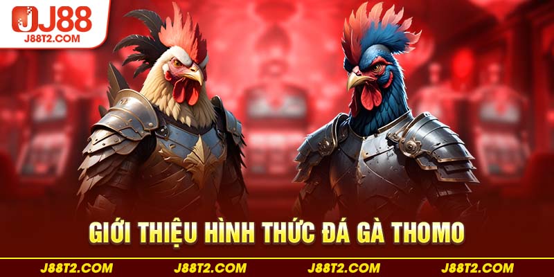 Giới thiệu hình thức đá gà Thomo