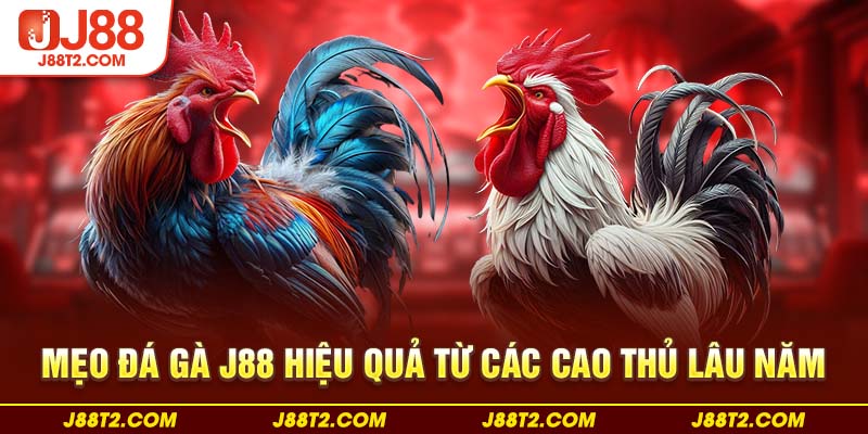 Mẹo đá gà J88 hiệu quả từ các cao thủ lâu năm